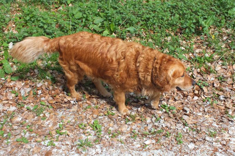 Caos-Wanderung2014-Hohemark 011.jpg