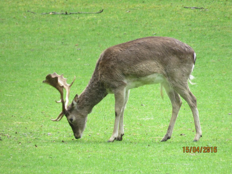 Naturburschenwanderung.- Caos-16.04.2016 040.jpg